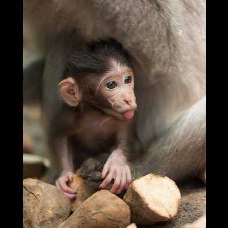 ubud baby monkey