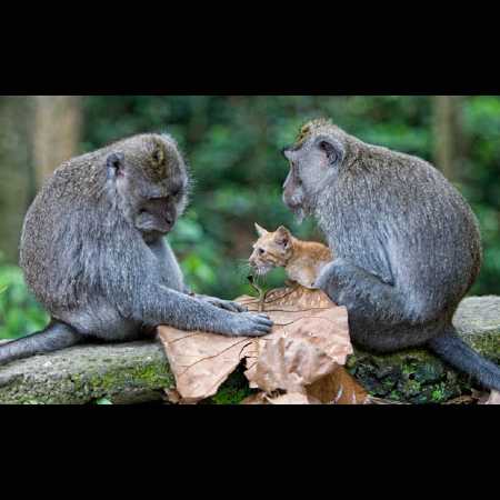 ubud kitten and monkey
