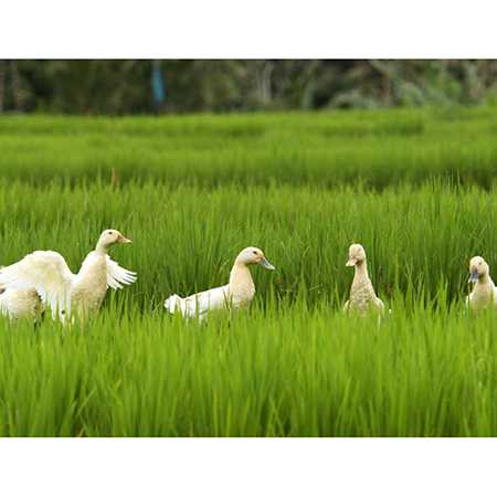 Ubud Rice Paddy